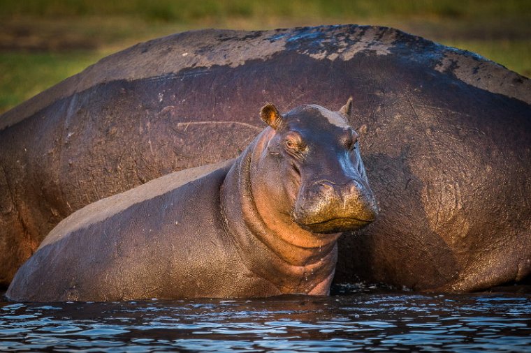 046 Botswana, Chobe NP, nijlpaard.jpg